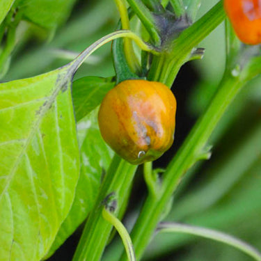 Golden Nugget Pepper Seeds - The Pepper Pantry (Formerly Marie Sharp's)